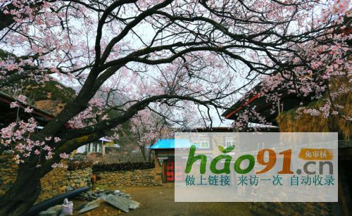 “四季如画·工布江达”第二十二届林芝桃花节专场活动4月3日启幕