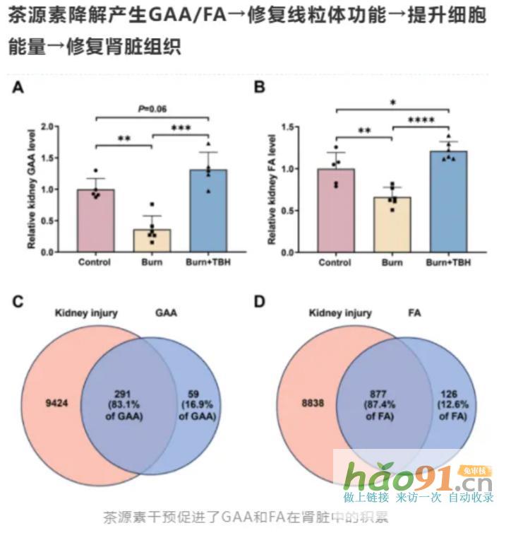【科研速报】荷蓬茶源素通过代谢调控实现多维度肾脏保护