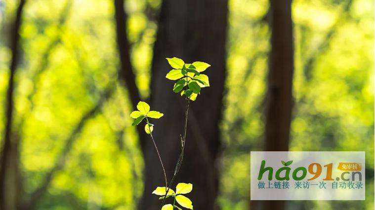 ‌春启新程绿映初心|长沙监狱植树节记