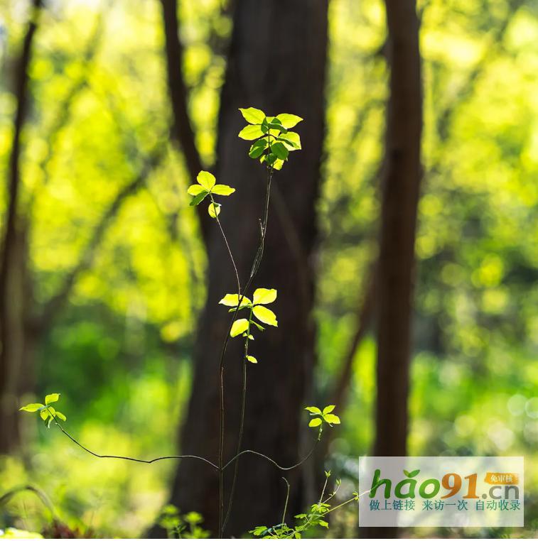 ‌春启新程绿映初心|长沙监狱植树节记