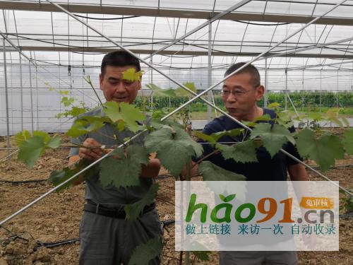湖北随州：葡萄架下迎丰年