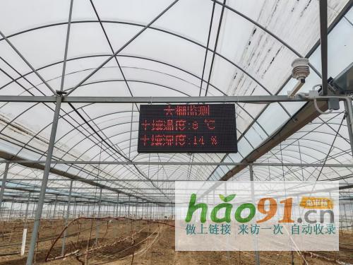 湖北随州：葡萄架下迎丰年