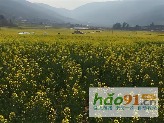 中国西南新闻网：米易县现代农业创新突破，农资改革助力发展