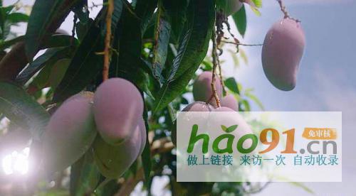 从中华特色馆到苏宁拼购90后芒果销售“老司机”是这样炼成的